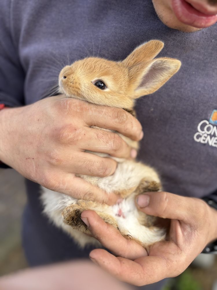 Lapine g&eacute;ant des Flandre X papillons 60 83440 Fayence