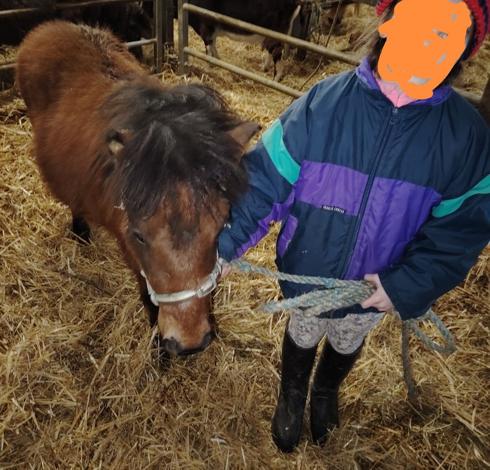 Poulains shetlands m&acirc;le 6 mois puc&eacute; p&eacute;re 1m20 500 86600 Lusignan