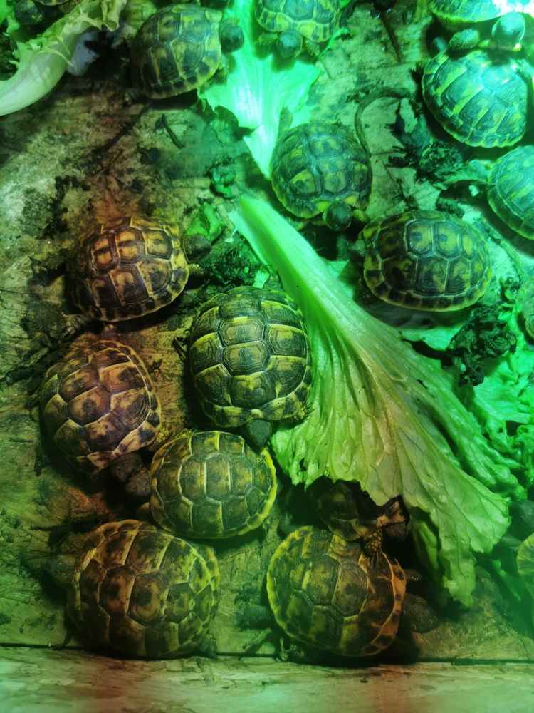 Tortue 50 84140 Montfavet