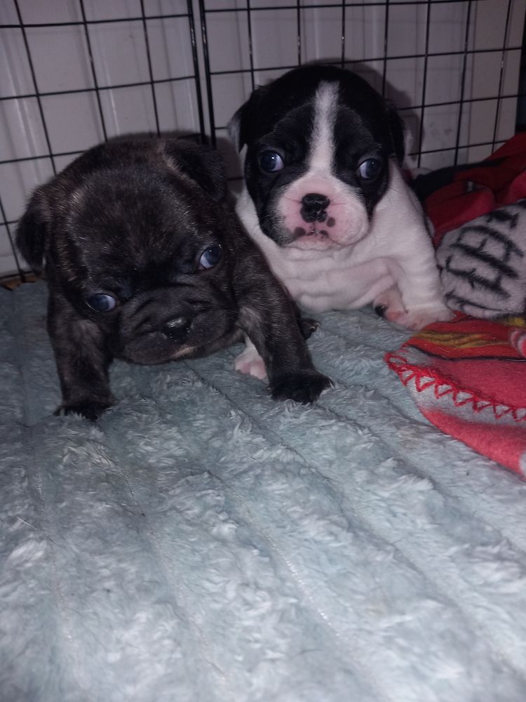 Bouledogue fran&ccedil;ais &agrave; reserver Landes 40 1250 40100 Dax