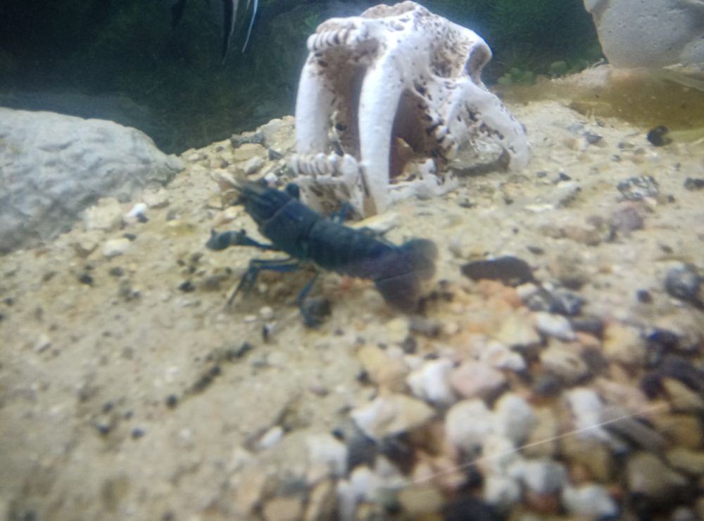 Crevette bleu aquarium 10 62123 Habarcq