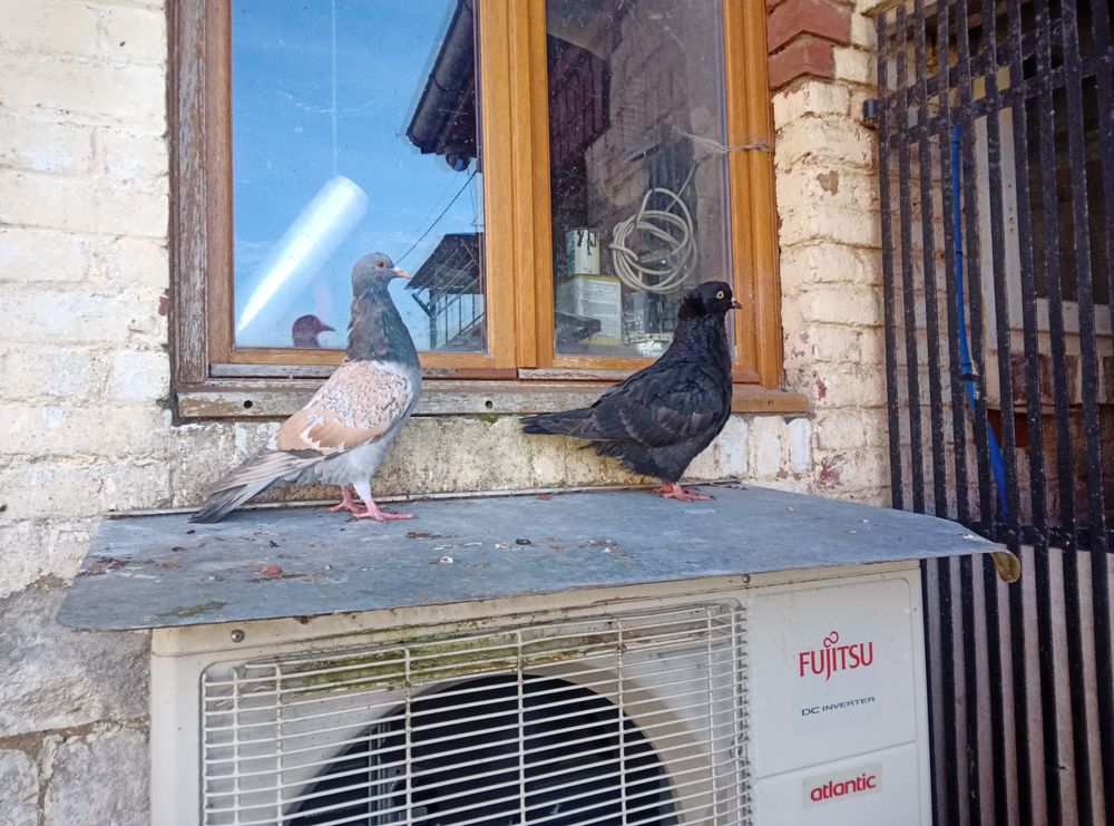 Cauchois sottobanca 10 62000 Arras