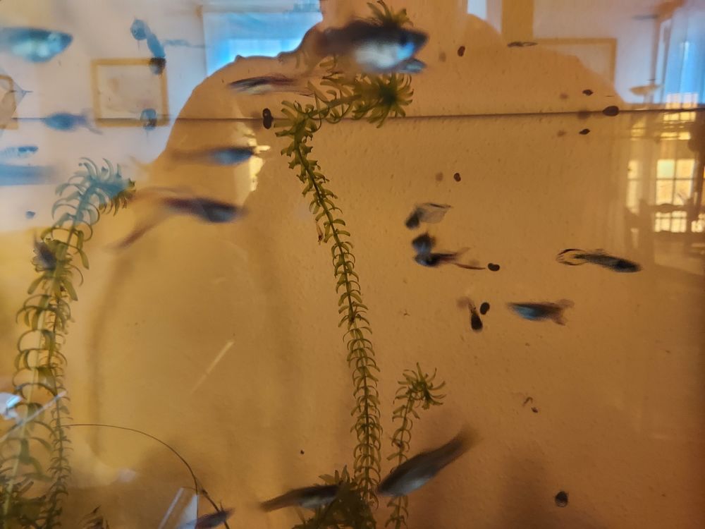 Poisson d'aquarium 0 68180 Horbourg-wihr