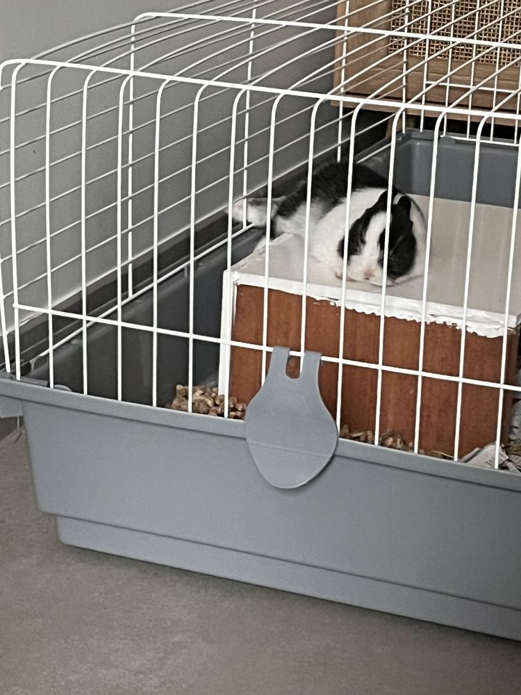 Lapin, extra nain noir et blanc 120 29100 Douarnenez