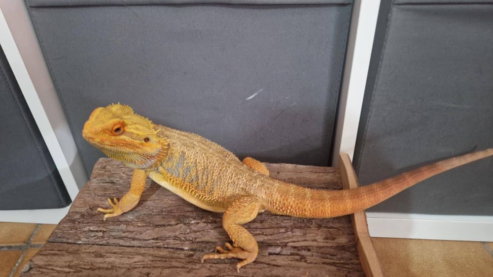 Pogona Orange Blue bar 
120 83210 Solli�s-pont