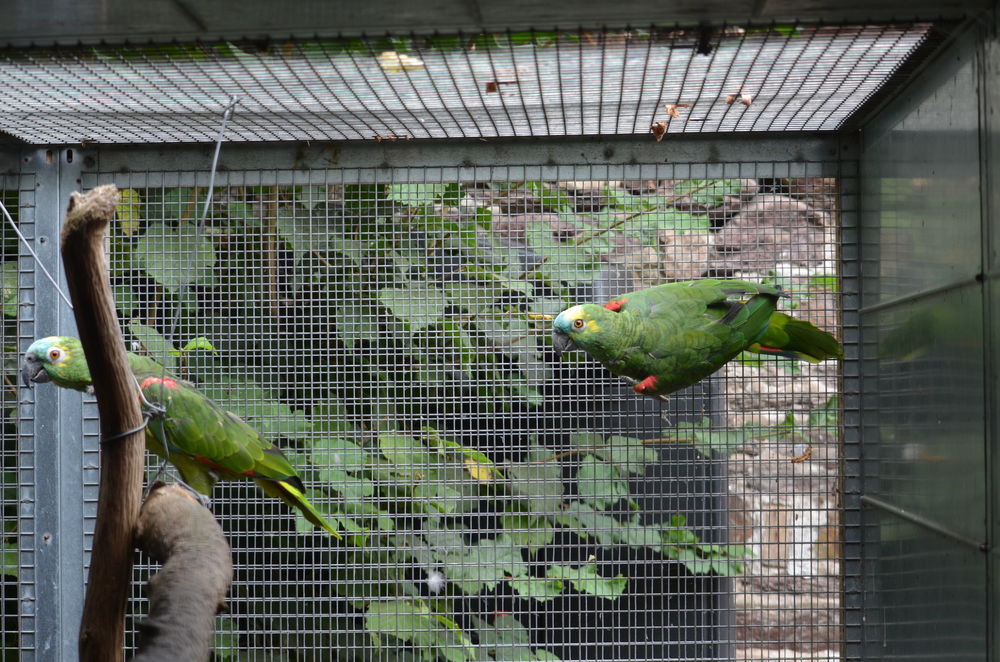 Couple amazones &agrave; front bleu 1500 35310 Br�al-sous-montfort