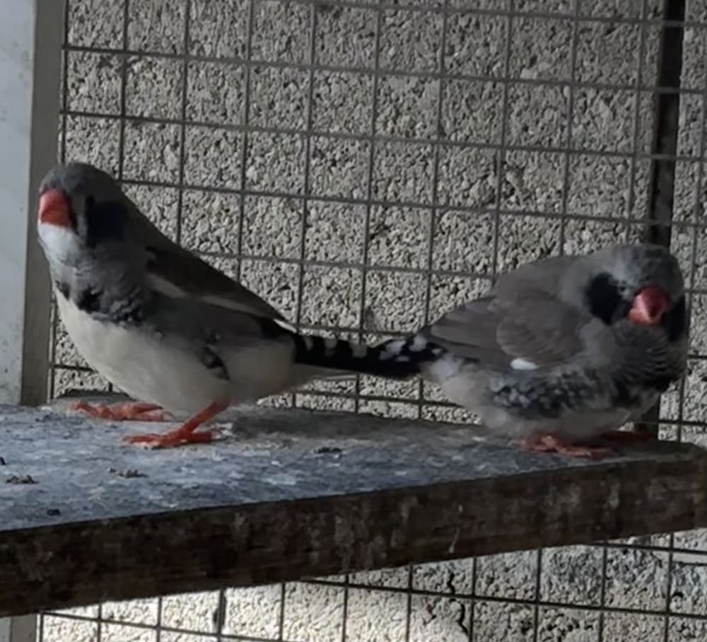  Mandarins black cheek 15 16330 Vervant