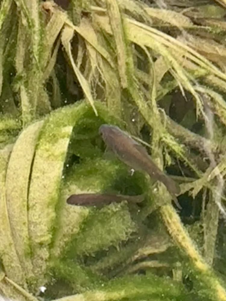 Poisson rouge 2 16330 Vervant