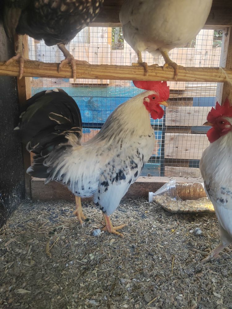 de poules, coqs. 30 83100 Toulon