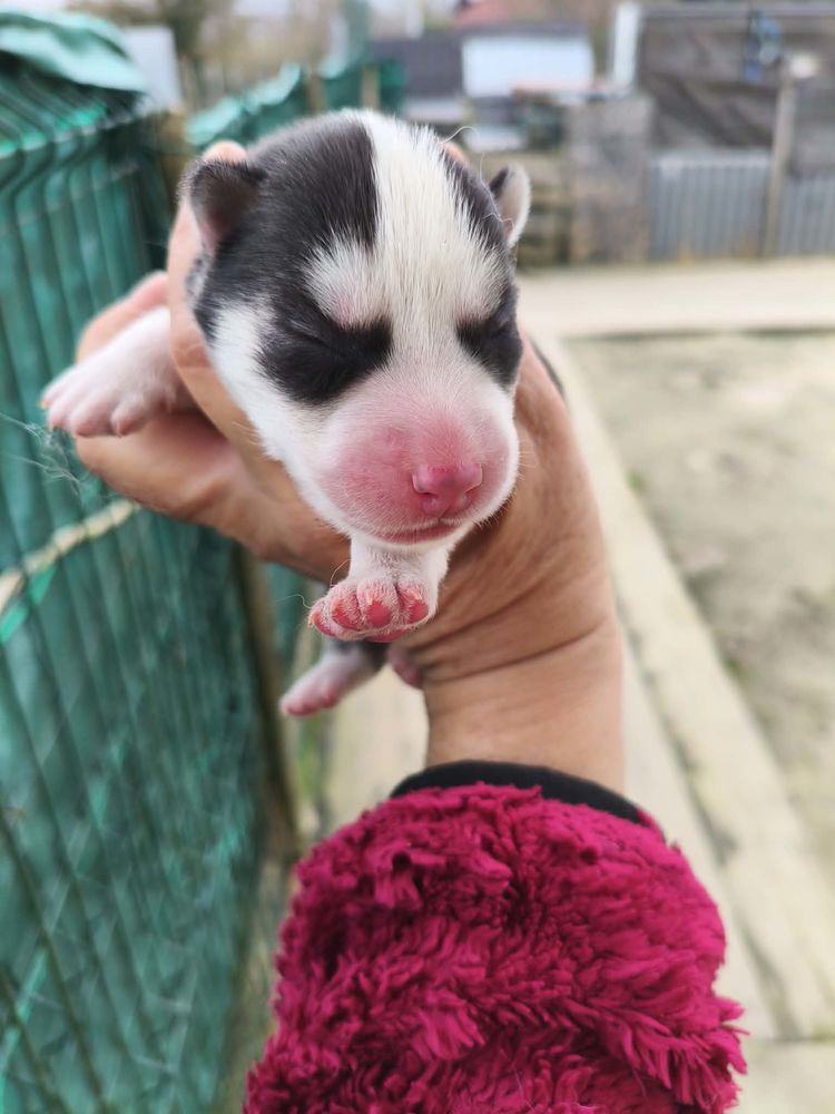 Chiot husky 0650891761 600 33860 Marcillac