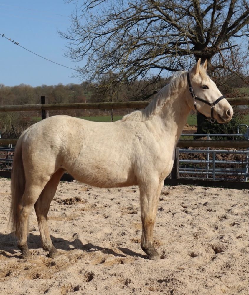 Poney hongre Palomino de 3 ans 3000 23600 Leyrat