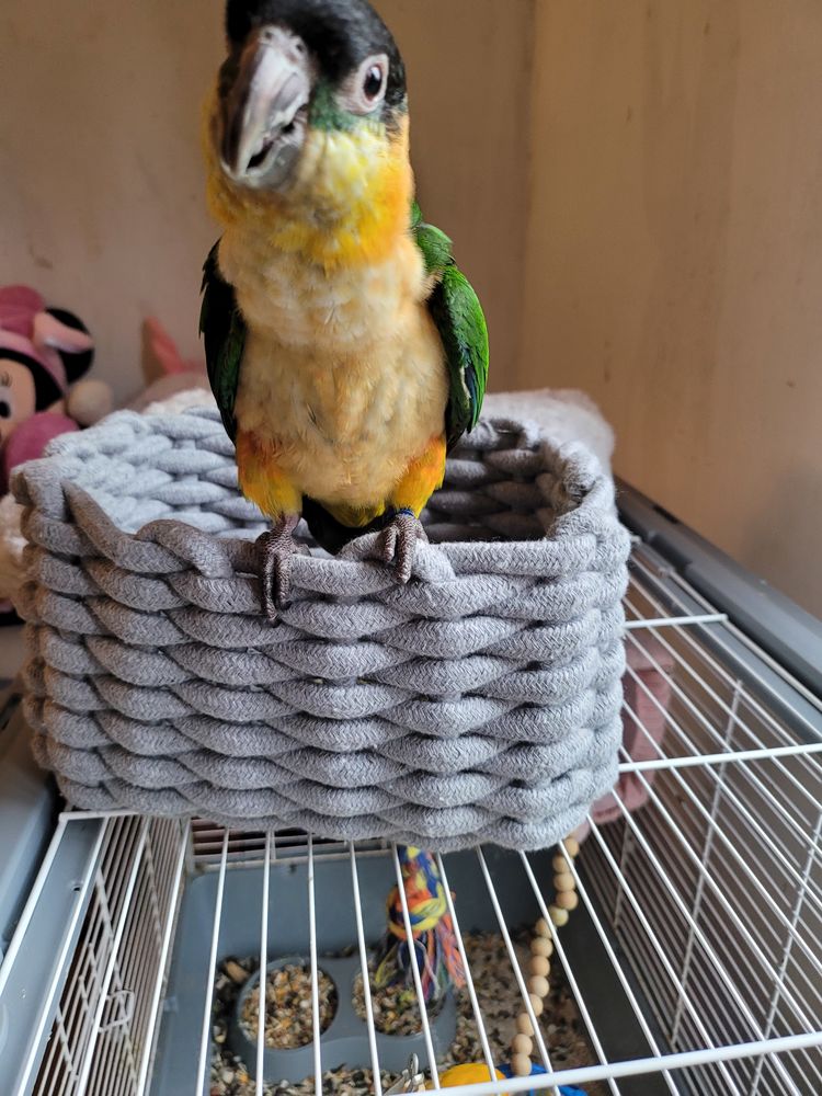 Ca&iuml;ques  500 51000 Ch�lons-en-champagne