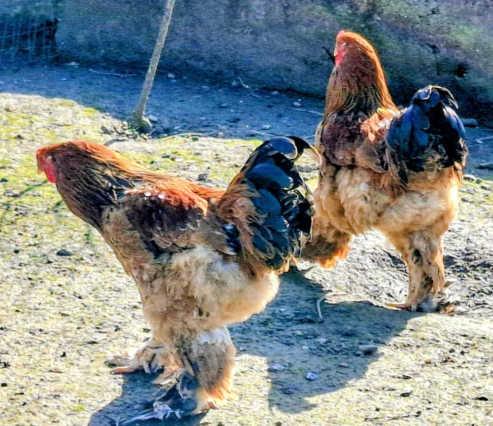 Coq brahma 10 43250 Sainte-florine