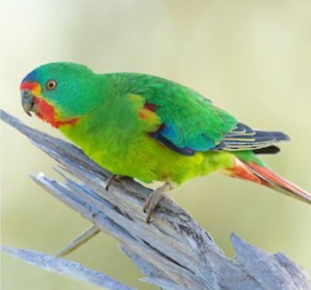 M&acirc;les Swift latham 70 61000 Alen�on