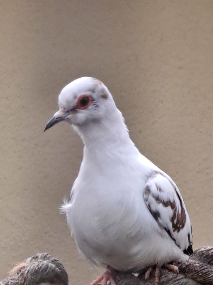 Colombe diamant panach&eacute; 20 44390 Petit-mars