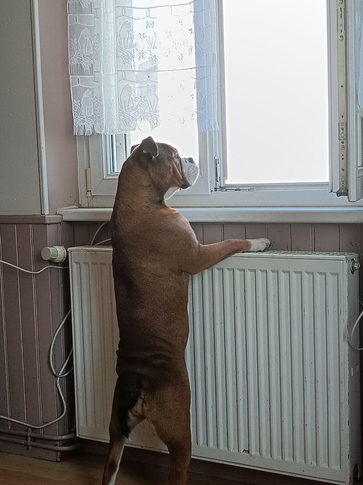 Continental bulldog 350 68560 Hirsingue