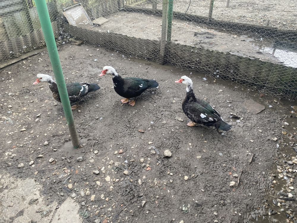 Canes barbarie 20 38300 Bourgoin-jallieu