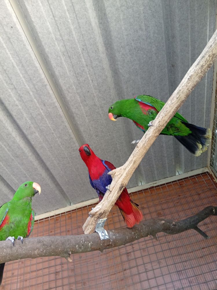 deux couples d'eclectus 1900 16000 Angoul�me