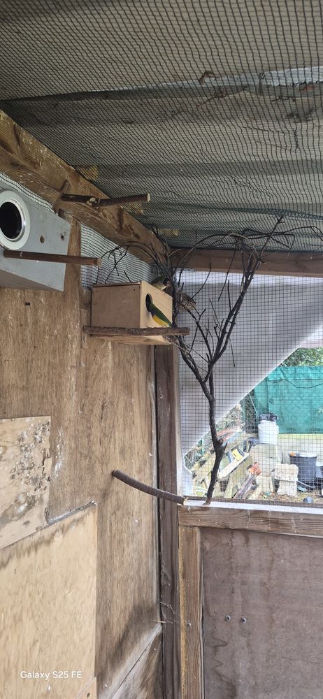 Couple de goulde 80 34670 Saint-br�s