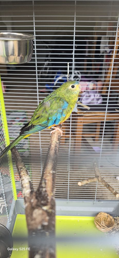 Femelle turquoisine 0 34670 Saint-br�s