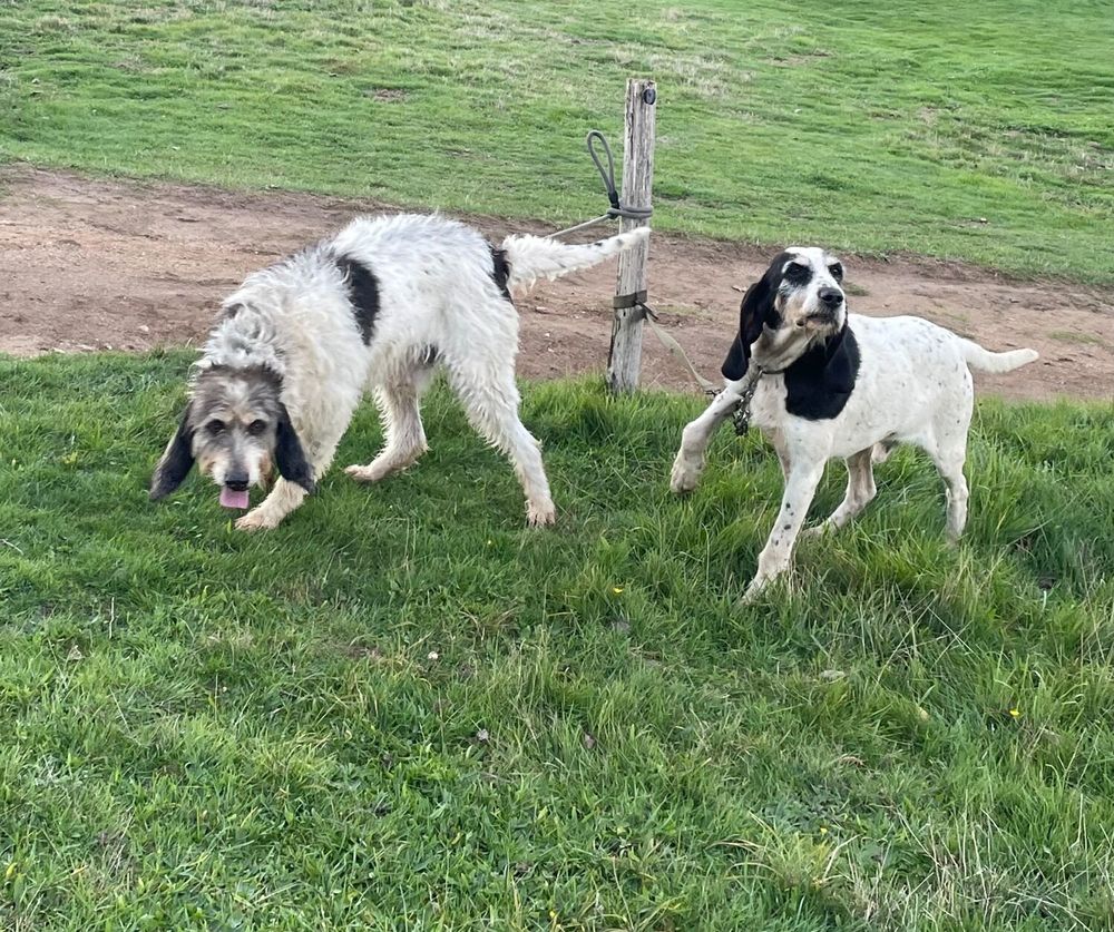 chien griffon bleu ari&eacute;geois 0 07410 Bozas