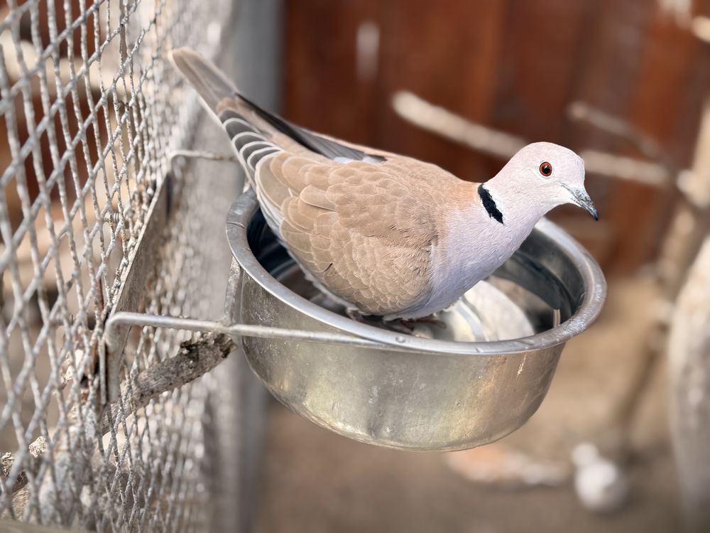 Tourterelles  couleurs du choix 10 85470 Brem-sur-mer