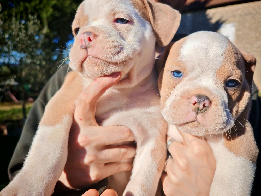 Chiots Old English Bulldog 1200 21320 Pouilly-en-auxois