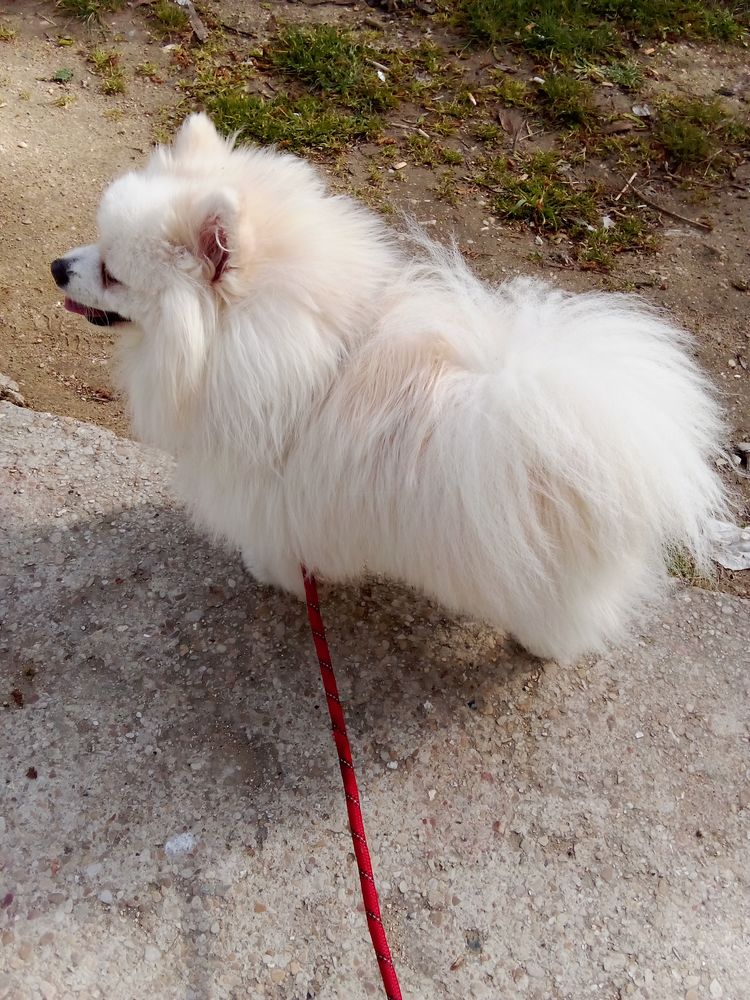 Spitz 1100 77000 Melun