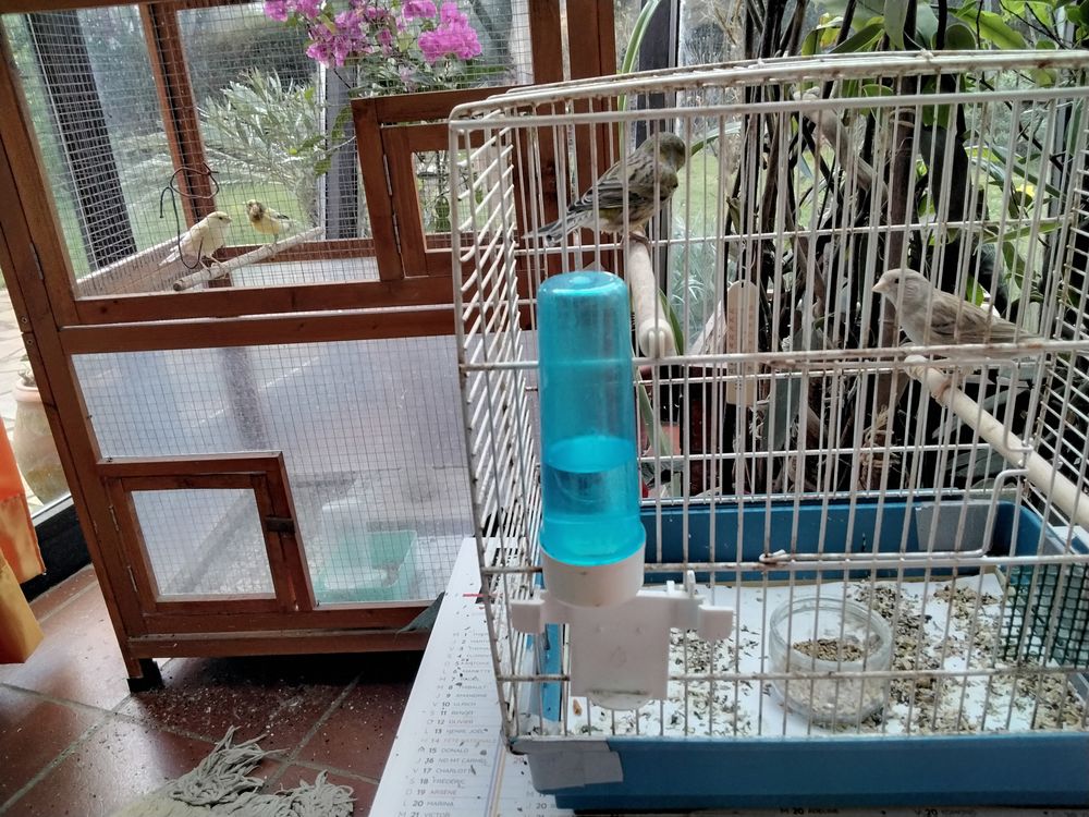 canaris 3 25 22190 Pl�rin