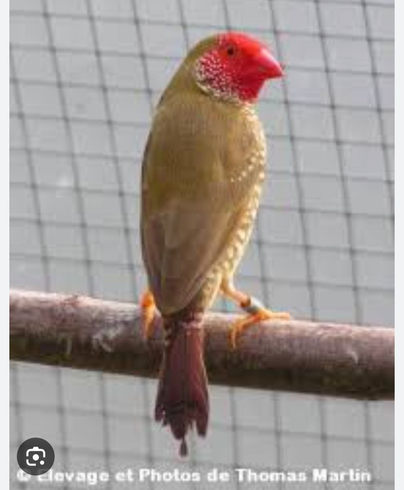 recherche de femelle rufficauda 0 14340 Cambremer