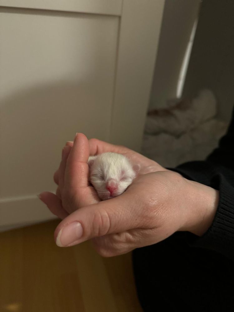 Sacr&eacute; de Birmanie 890 60180 Nogent-sur-oise