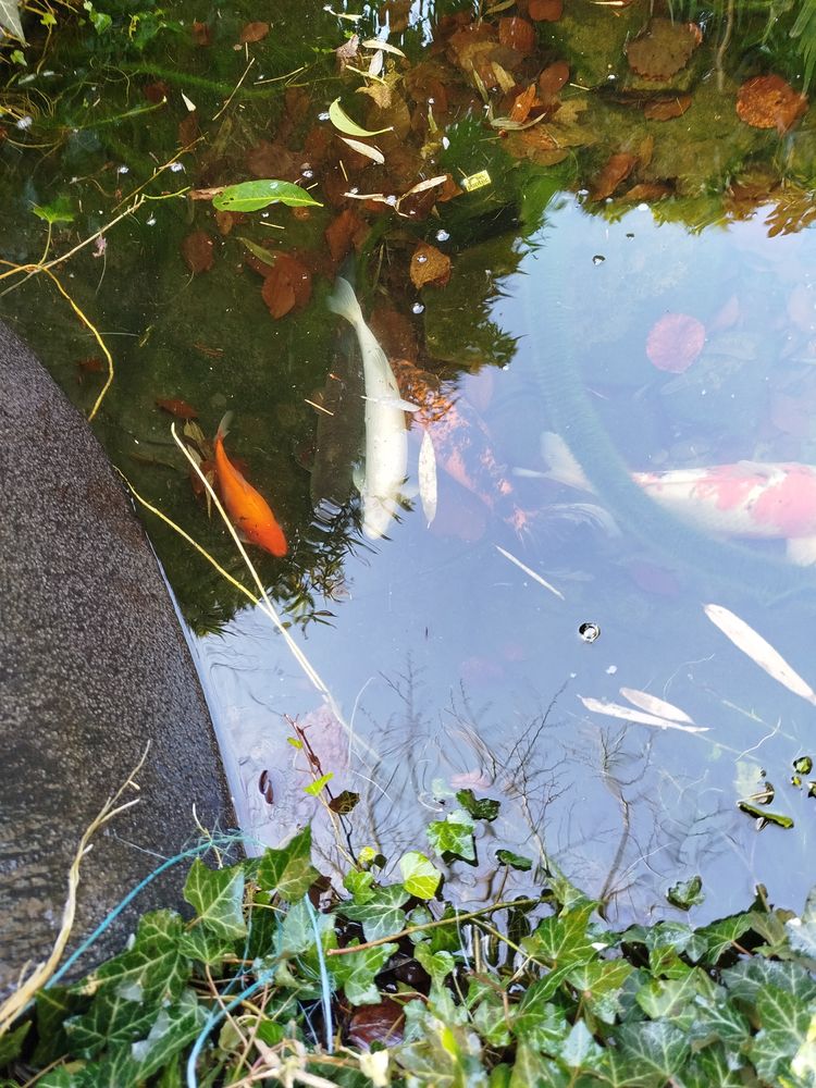 Lot carpes ko&iuml; 150 67360 Durrenbach