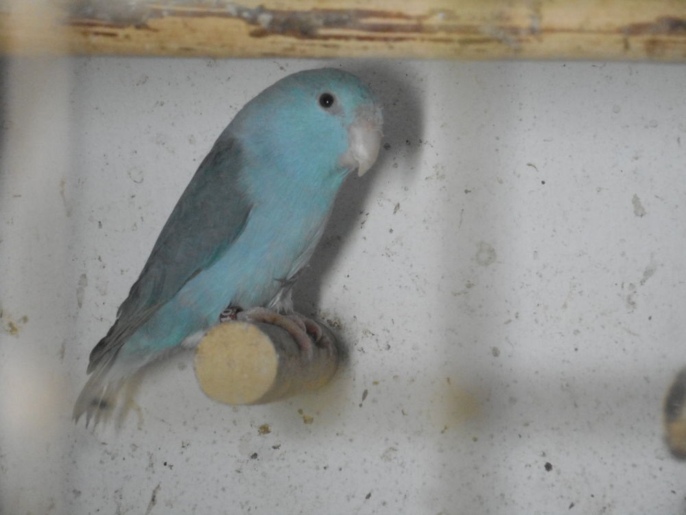 Touis celeste 40 56630 Langonnet