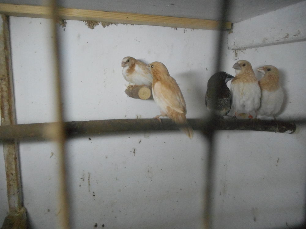 Moineaux du japon 30 56630 Langonnet