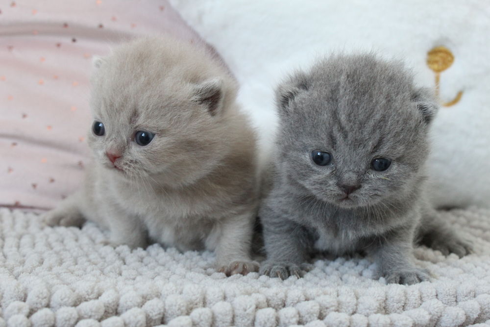 4 chatons British shorthairs 1350 25200 Montb�liard