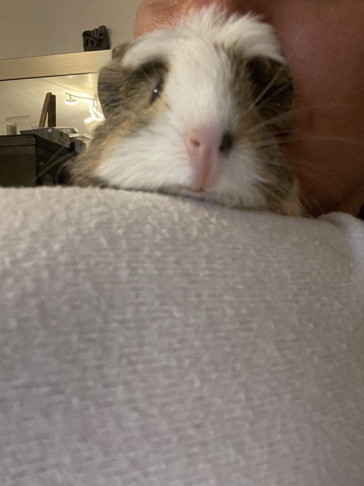 B&eacute;b&eacute; cochon d'Inde m&acirc;le 15 06250 Mougins