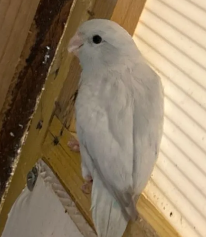 toui celeste 40 28300 Mainvilliers