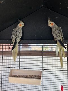 CALOPSYTTES 30 33490 Saint-maixant