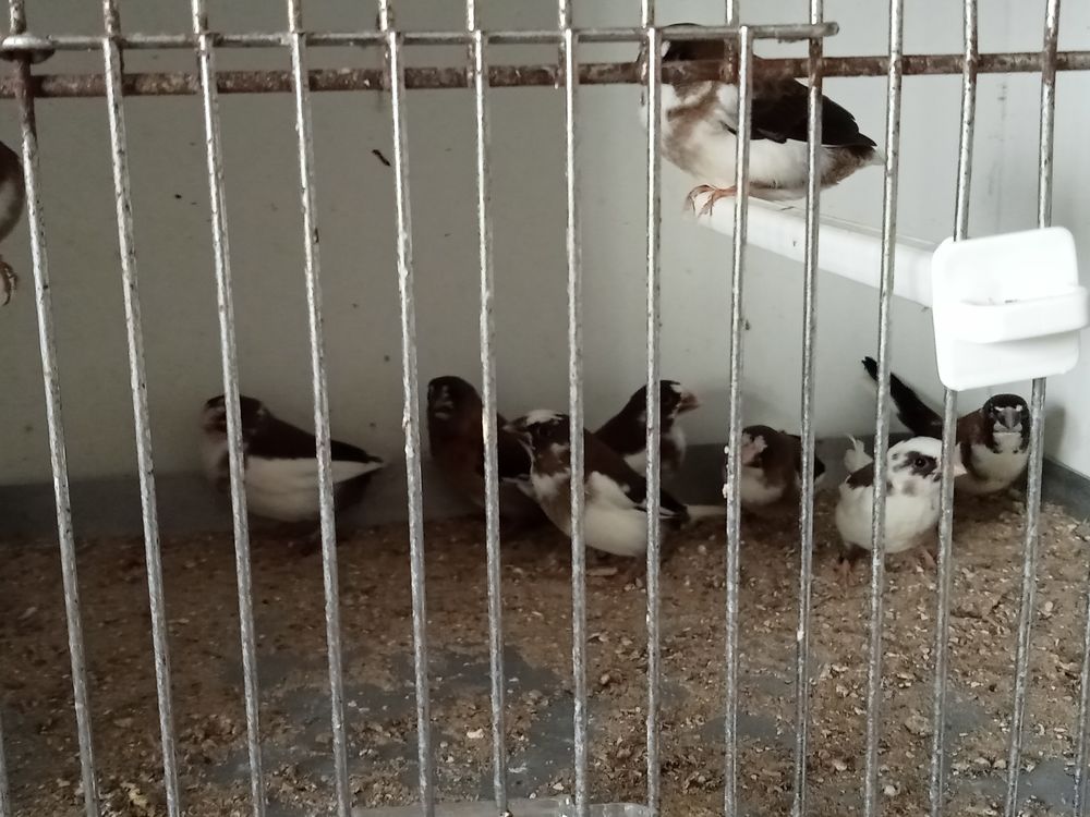 Moineau du japon
8 62460 Divion