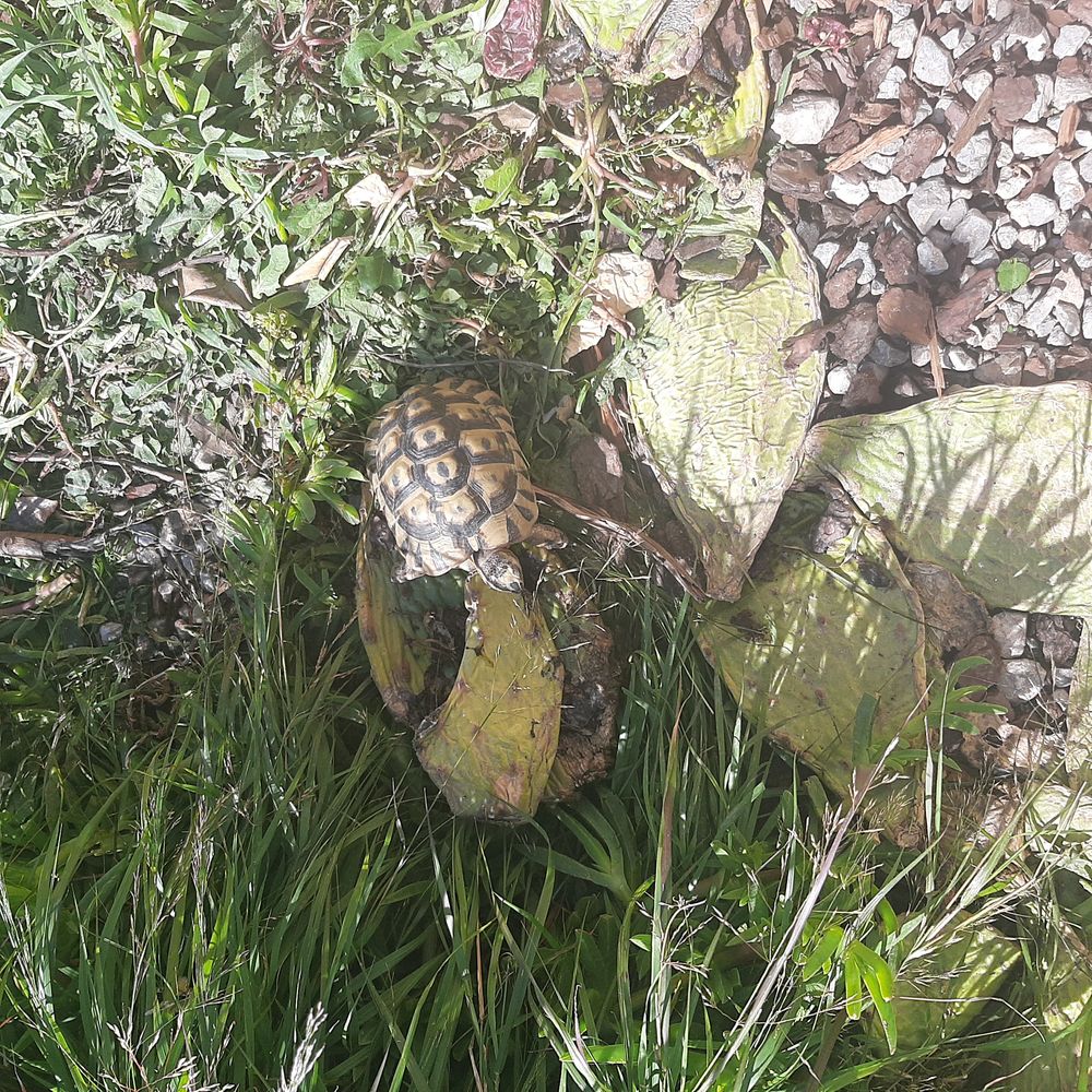 Tortue graeca 5 ans m&acirc;le 60 11200 Camplong-d'aude