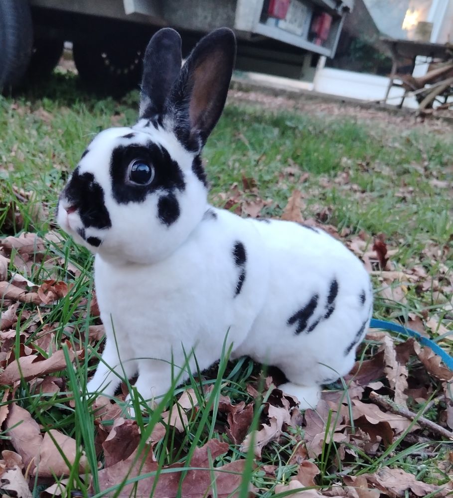 Lapin nain Rex 50 62113 Sailly-labourse