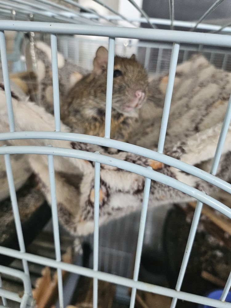  2 octodons males 0 31100 Toulouse