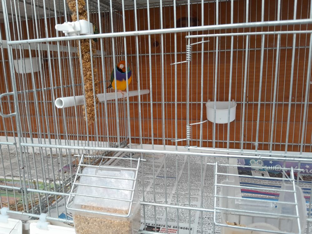 DIAMANT  GOULDES 
MALES 40 38600 Fontaine