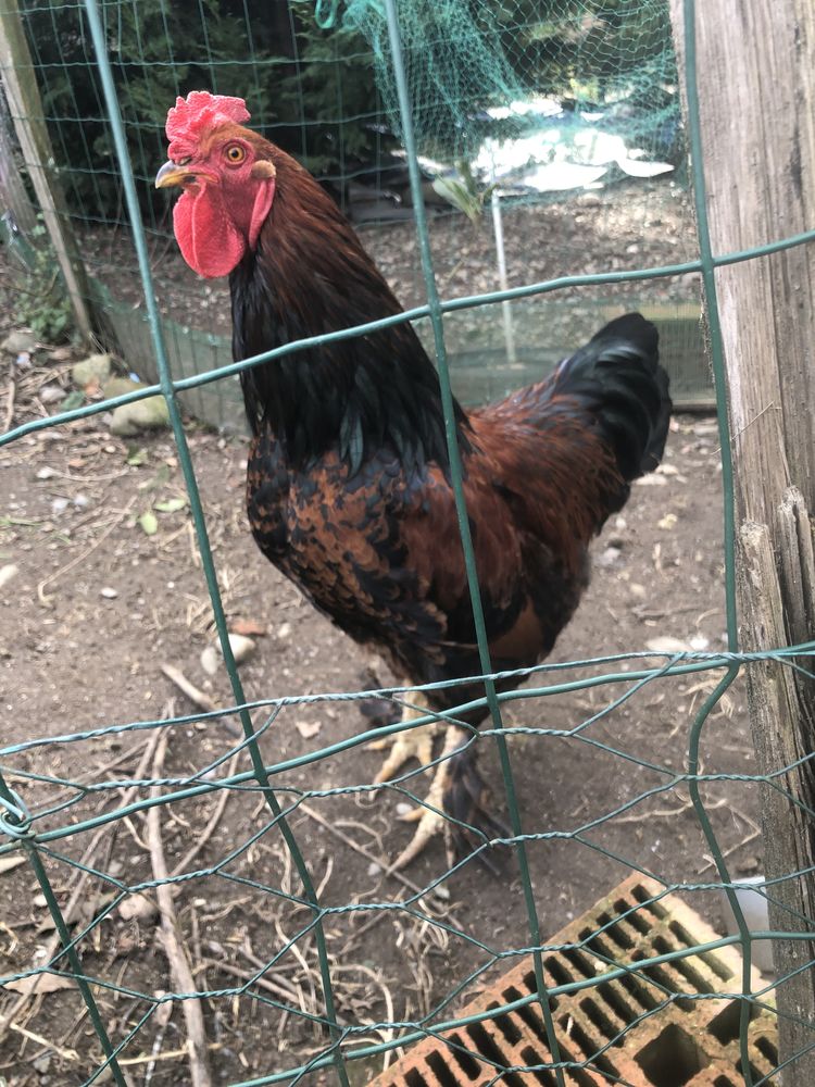 Poules BRAHMAS 0 31800 Saint-gaudens