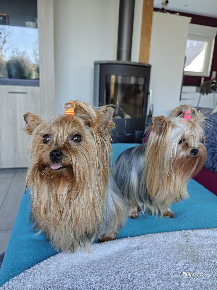 Chiots Yorkshire LOF femelles 1900 67150 Erstein