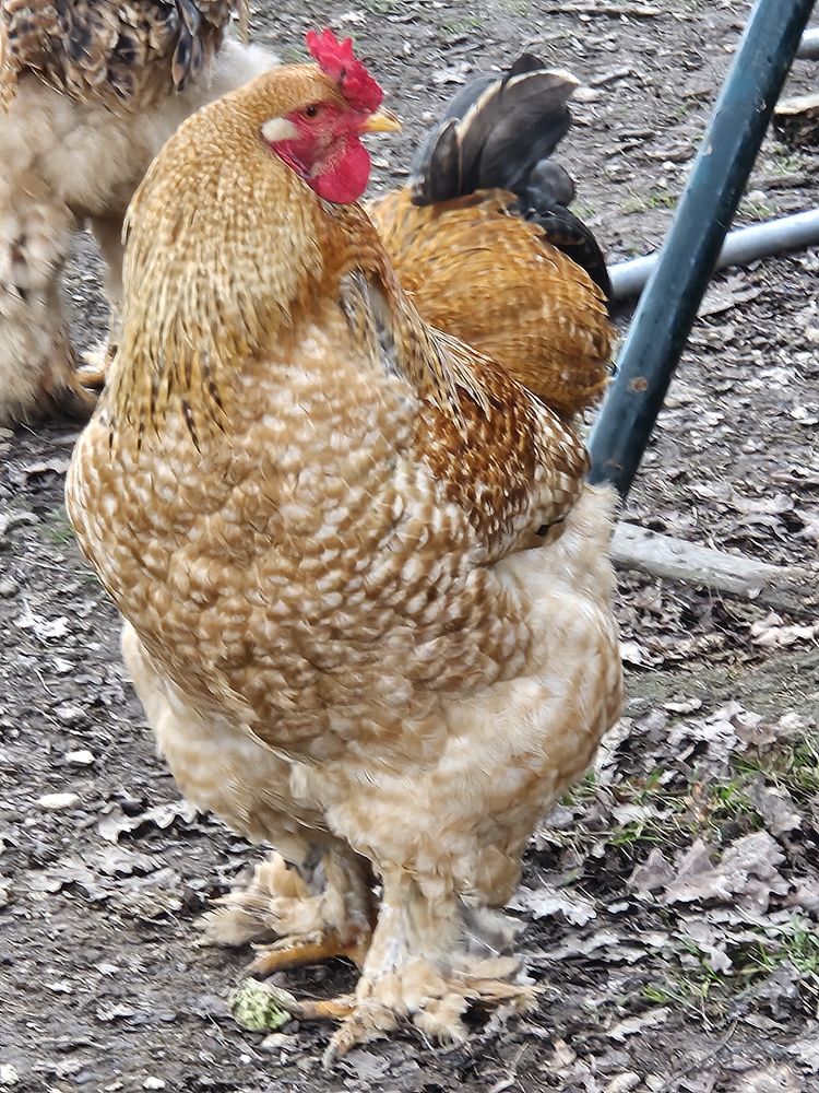 Coqs brahmas 30 45220 Melleroy