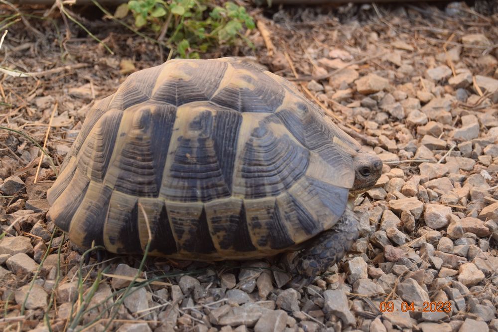 Jade, superbe tortue greaca
300 66200 Corneilla-del-vercol