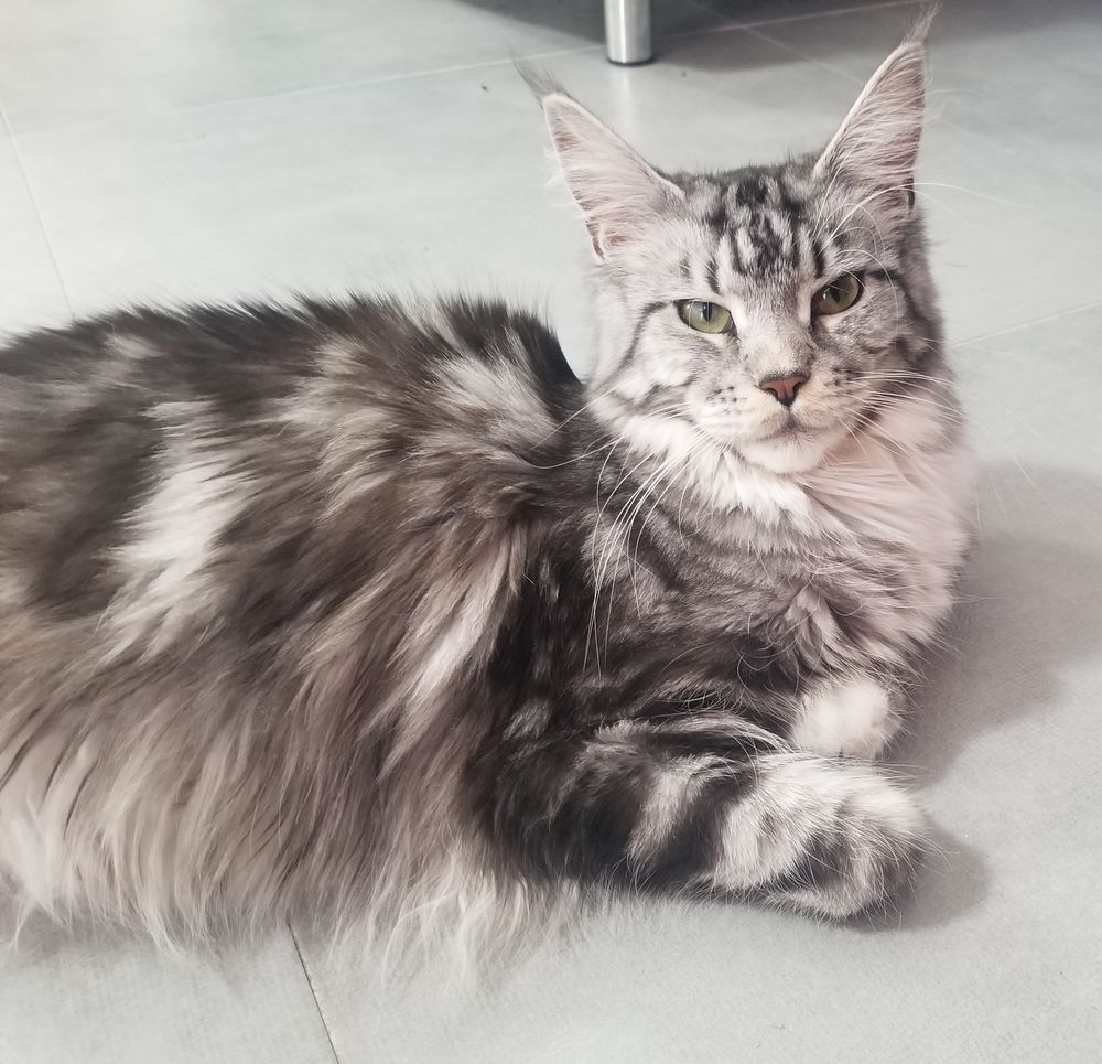 Chatons Maine Coon LOOF 1300 33920 Saint-yzan-de-soudiac