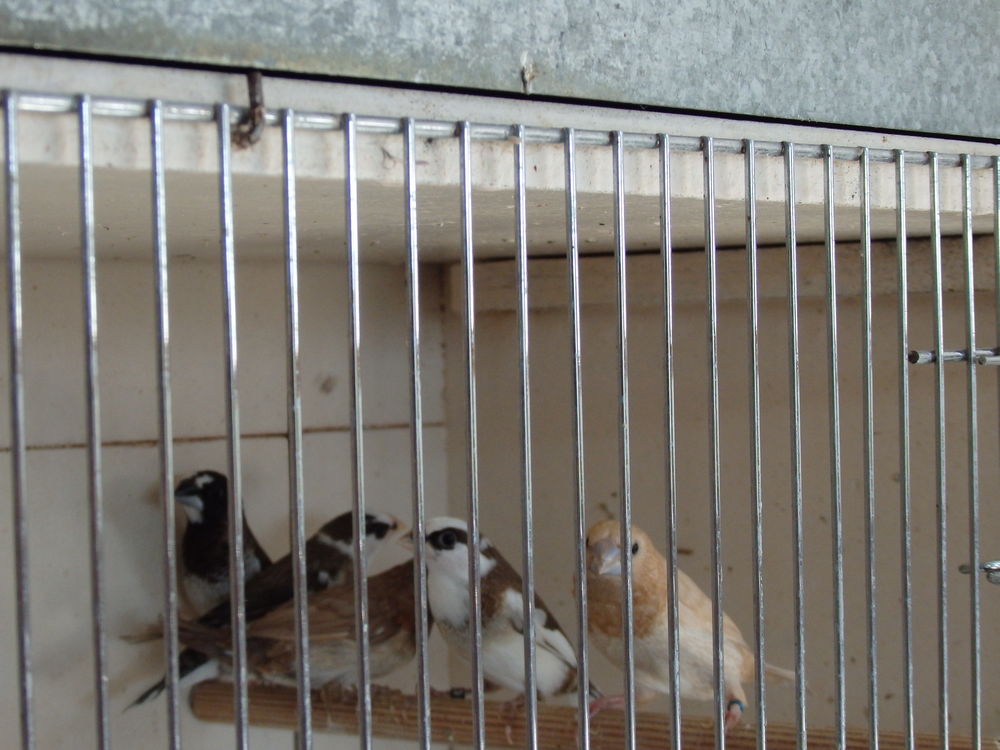 moineaux du japon 10 57420 Pouilly