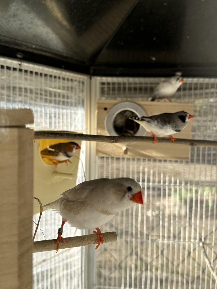 Mandarin Mutation 5 82700 Montech